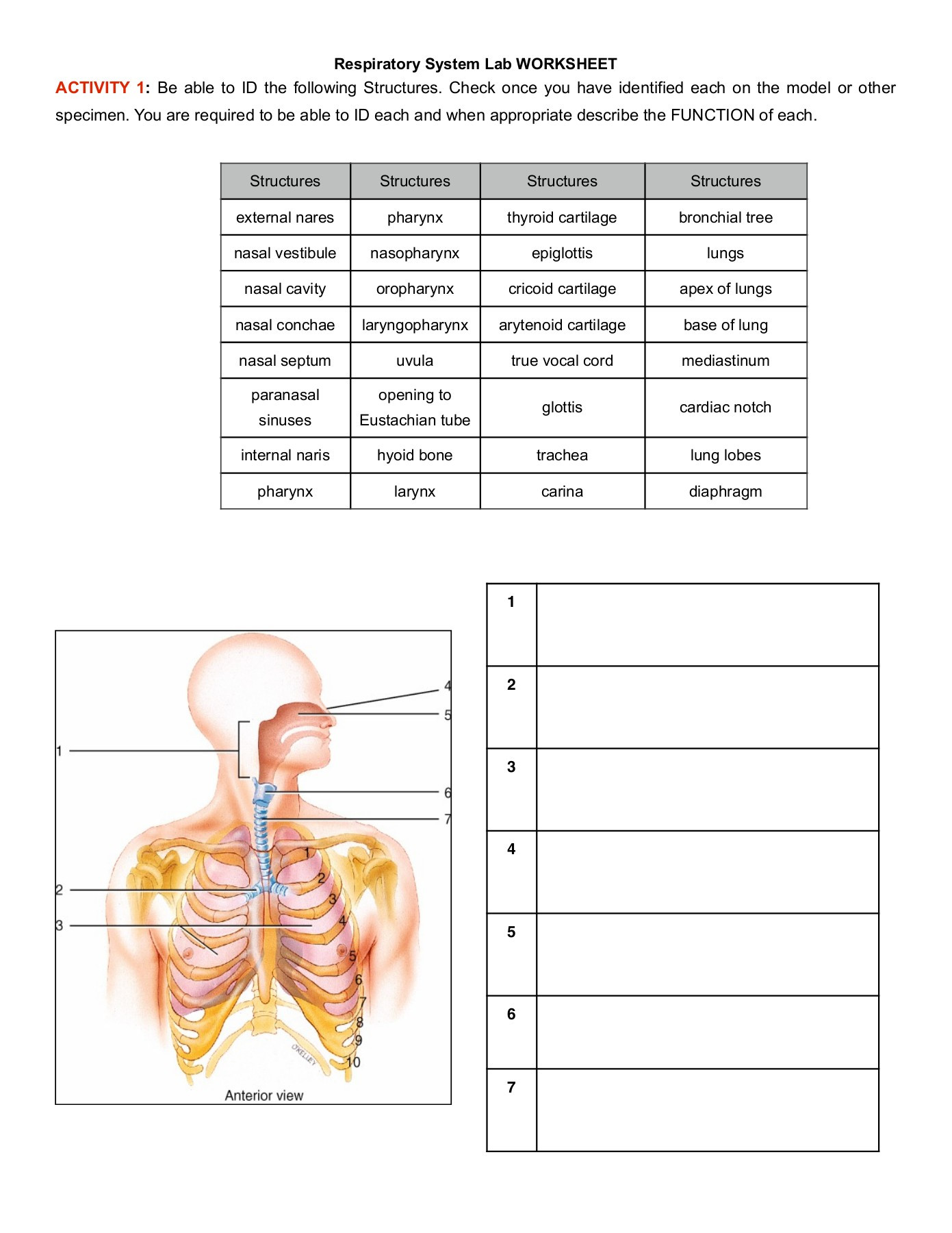 Respiratory System Worksheet Pdf Respiratory System Lab Worksheet Activity 1 Pages 1 10
