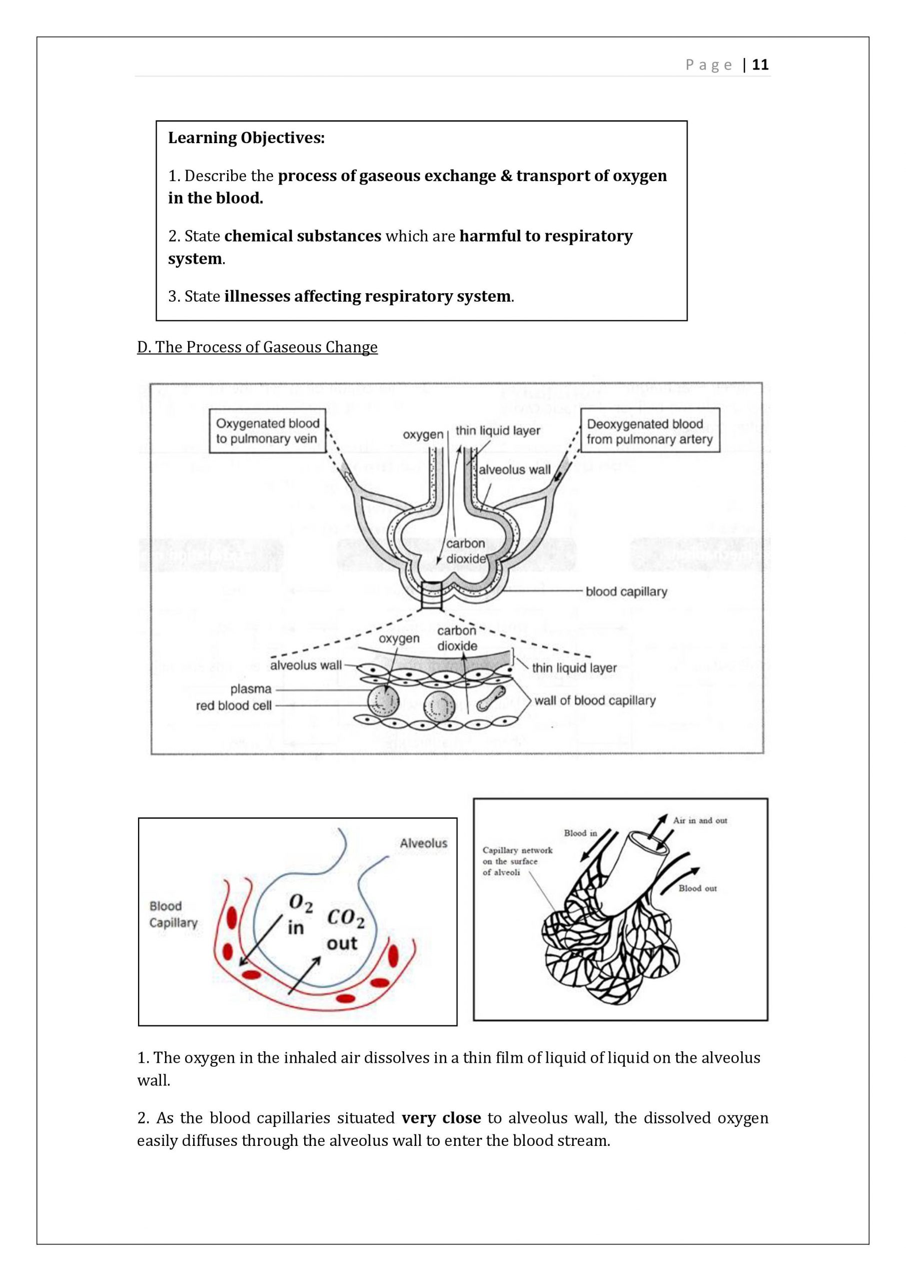 Respiratory System Worksheet Pdf Science Notes Respiration Notes
