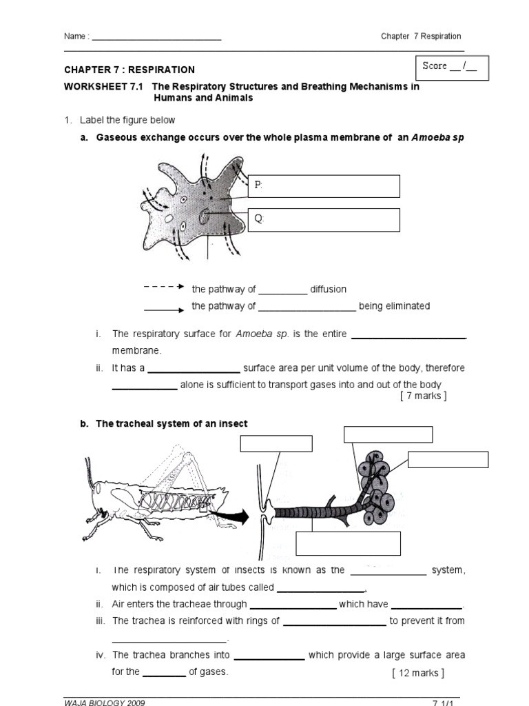 Respiratory System Worksheet Pdf Worksheet 7 1 the Respiratory Structures and Breathing