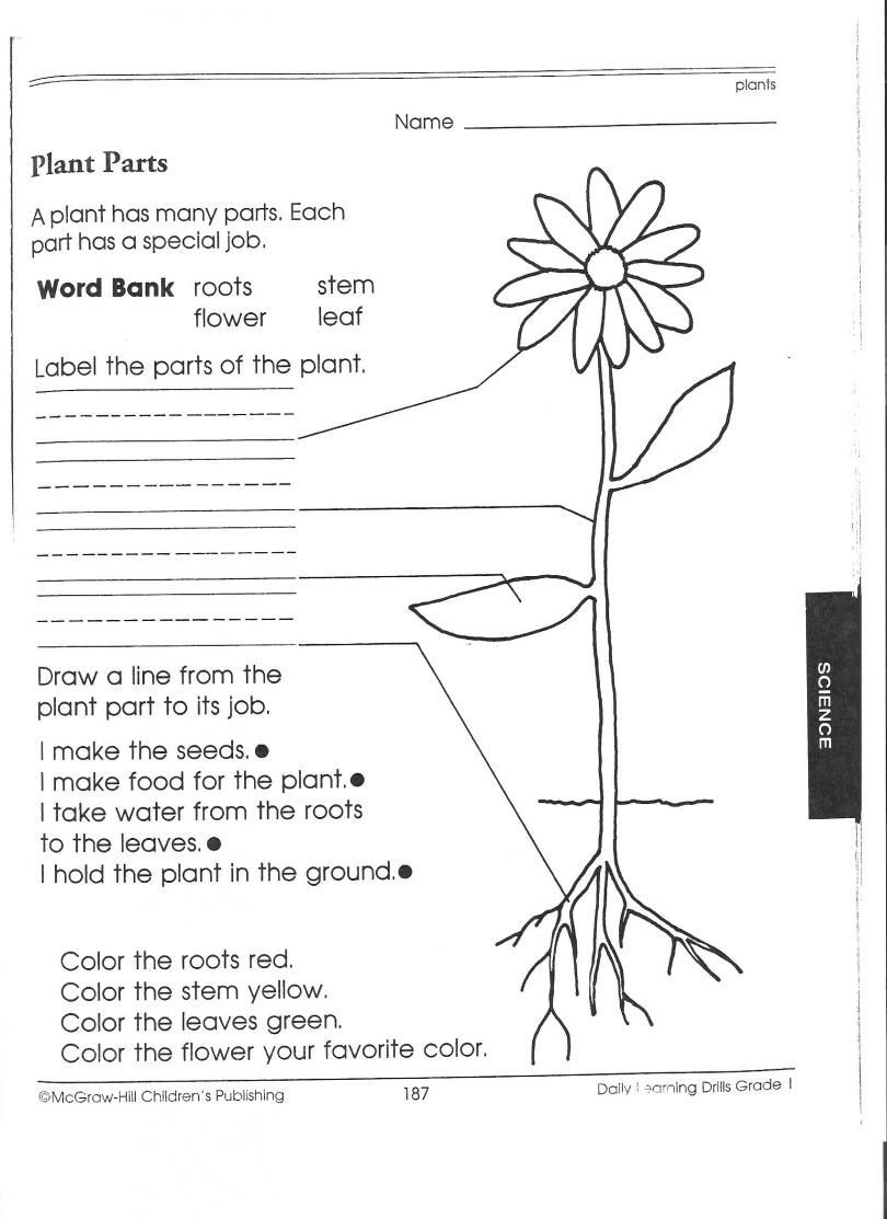 Science Worksheet for 1st Grade Plant Worksheets for First Grade