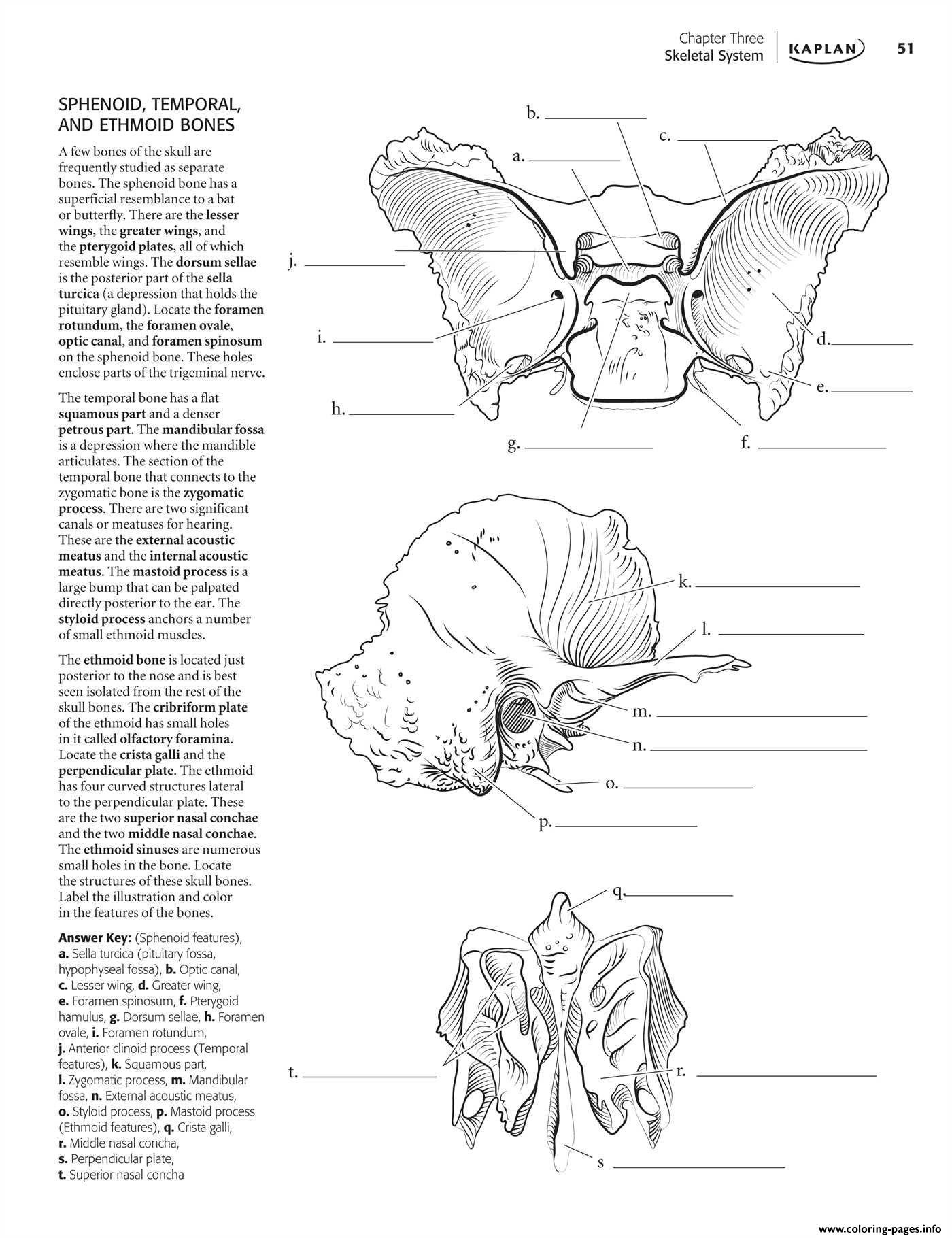 Skeletal System Worksheet Pdf Anatomy Book Binding Parts Textbook Worksheet and their