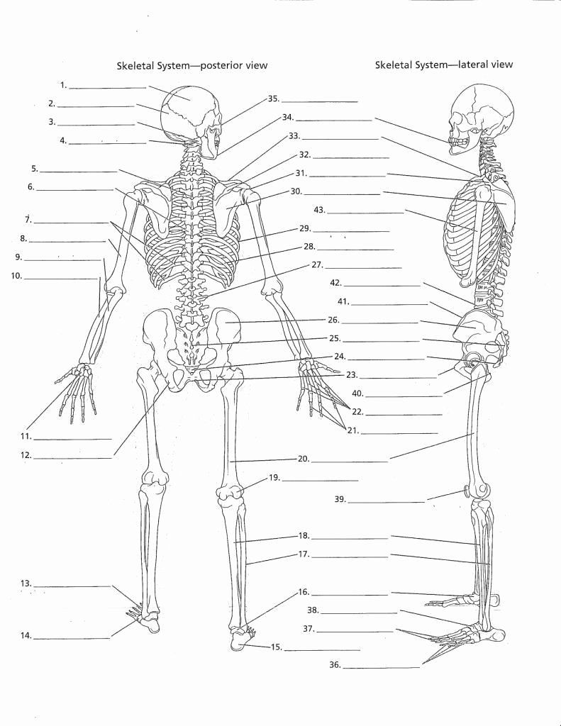 Skeletal System Worksheet Pdf Human Anatomy Drawing Book Download Beautiful Human Anatomy