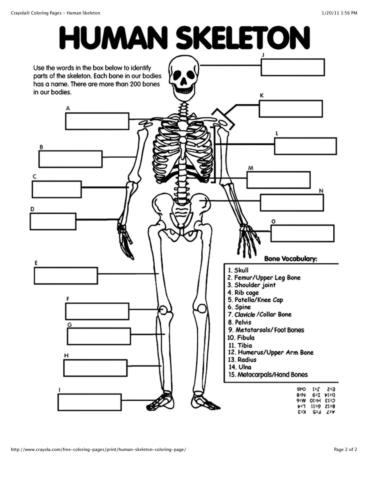 Skeletal System Worksheet Pdf Human Anatomy for Beginners