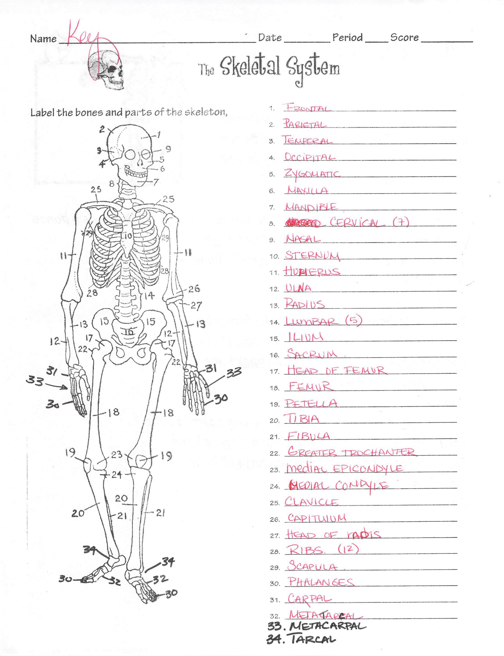 Skeletal System Worksheet Pdf Kearns Biology