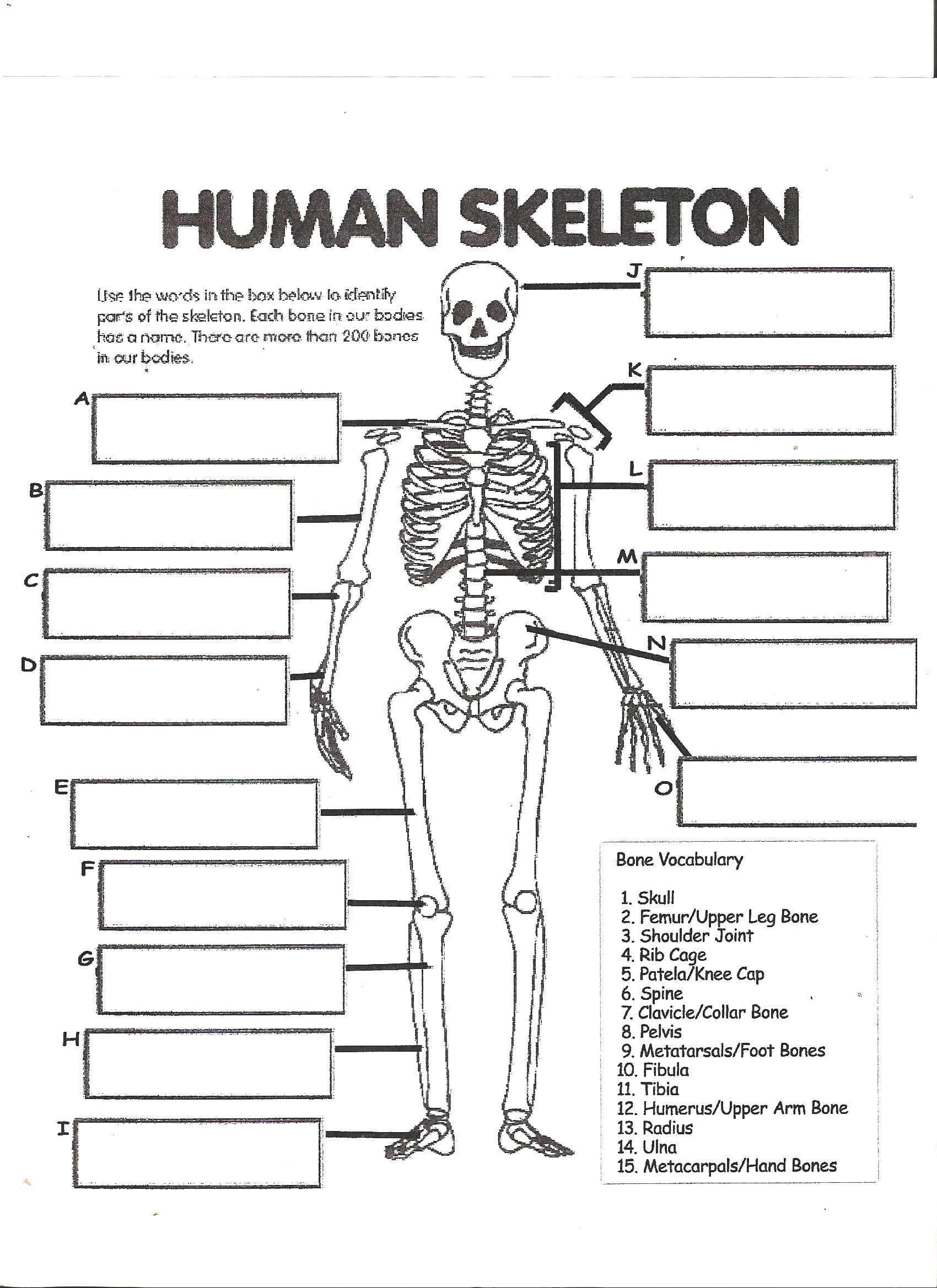 Skeletal System Worksheet Pdf Printable Human Bones Human Skeleton Worksheet Illustration