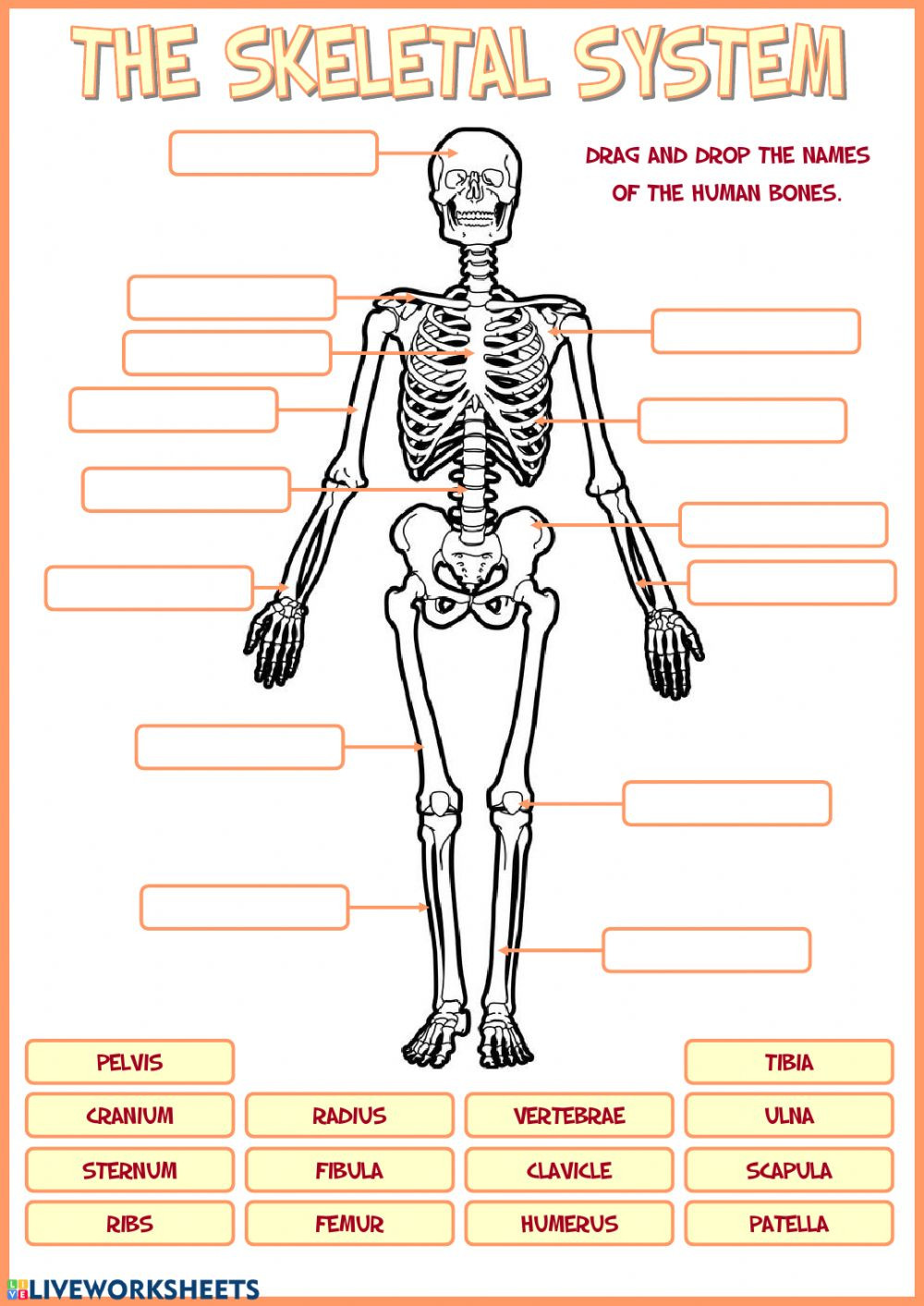 Skeletal System Worksheet Pdf Skeletal System Interactive Worksheet