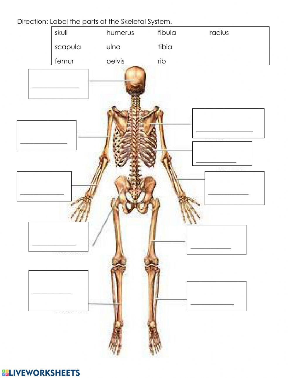 Skeletal System Worksheet Pdf Skeletal System Worksheet