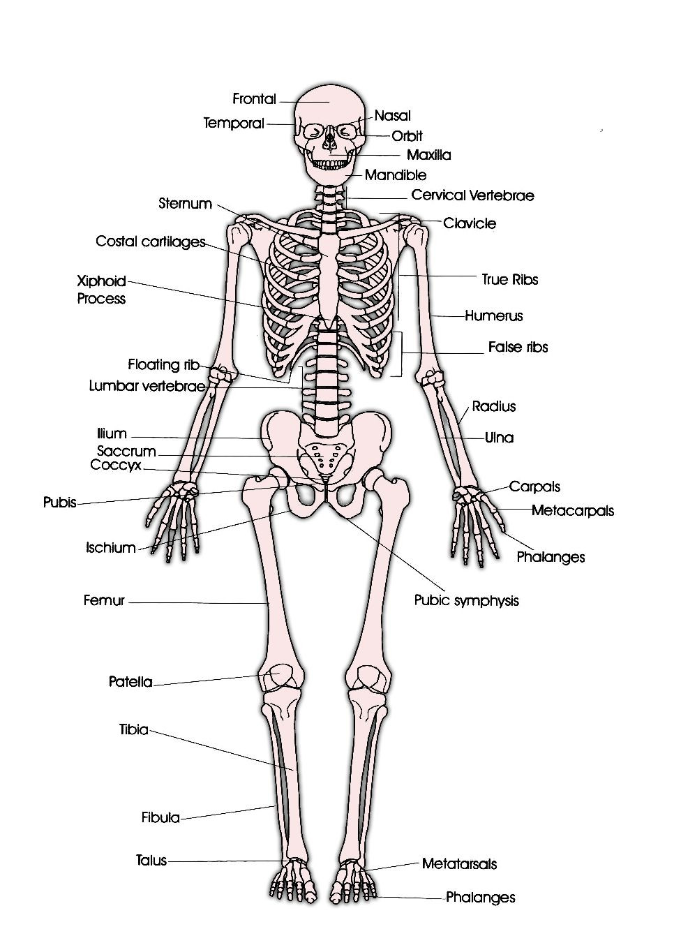 Skeletal System Worksheet Pdf Skeleton Parts Labeled Gallery Human Anatomy Reference