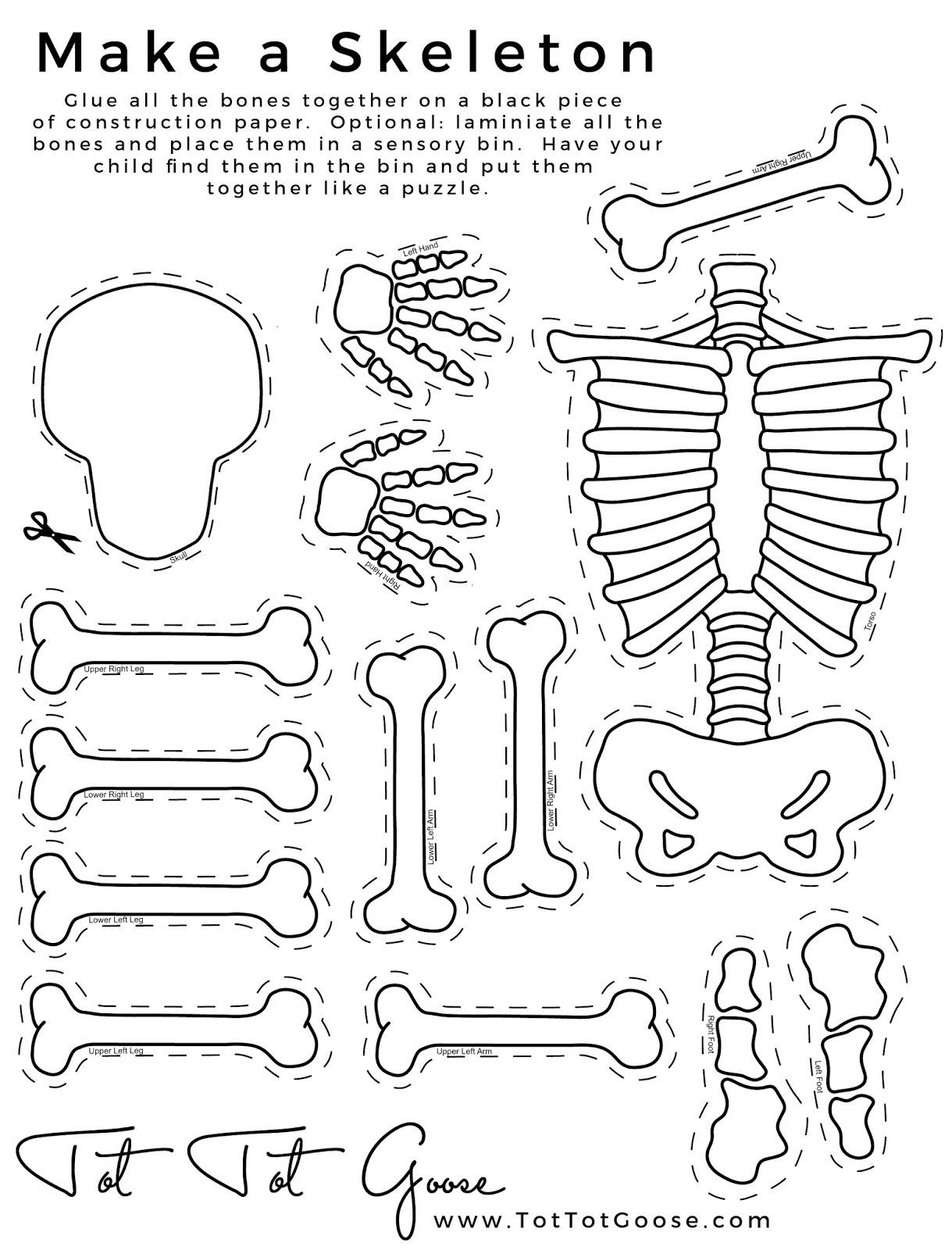 Skeletal System Worksheet Pdf Skeleton Printable All About theme Preschool 7th Grade