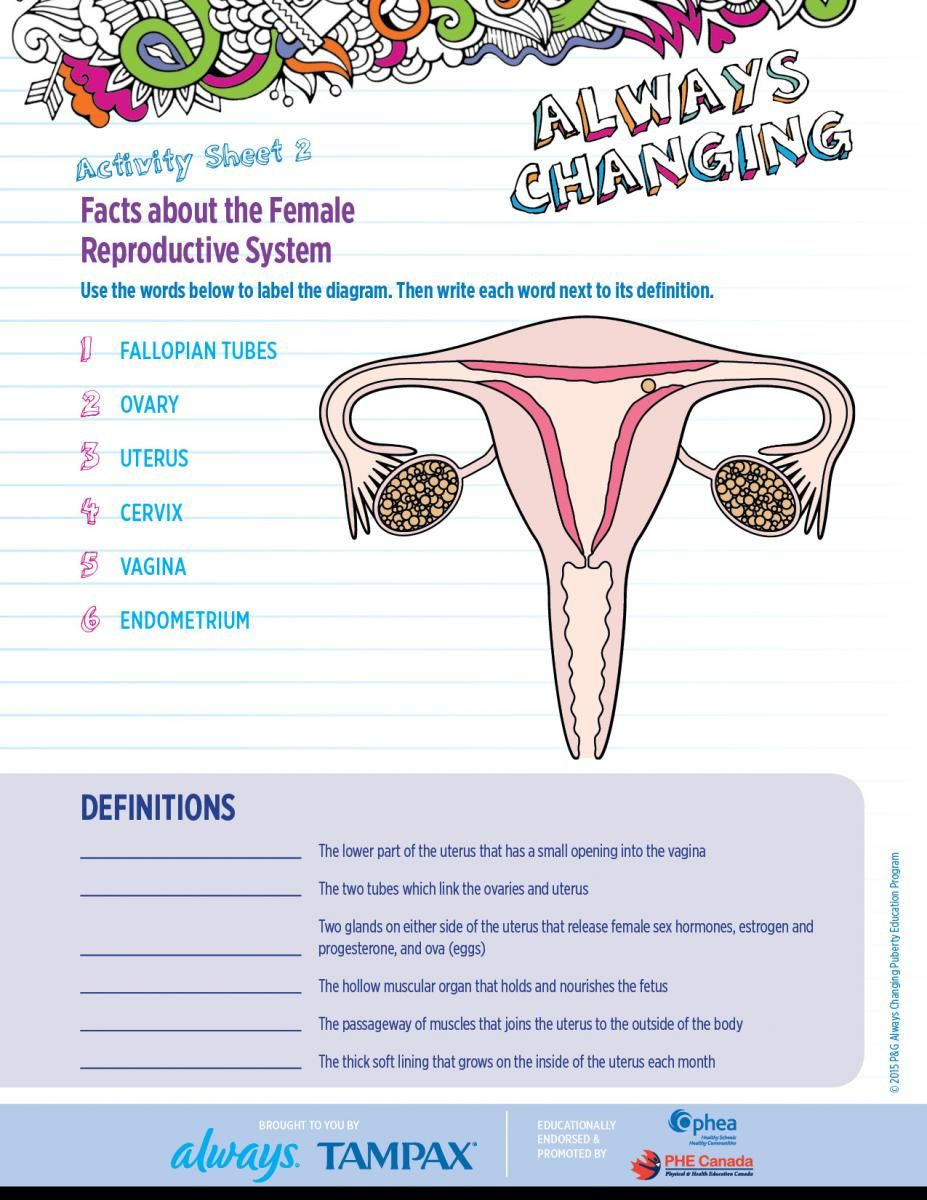 The Female Reproductive System Worksheet Ac Gr5 Ables En 2 Female Facts 9271200
