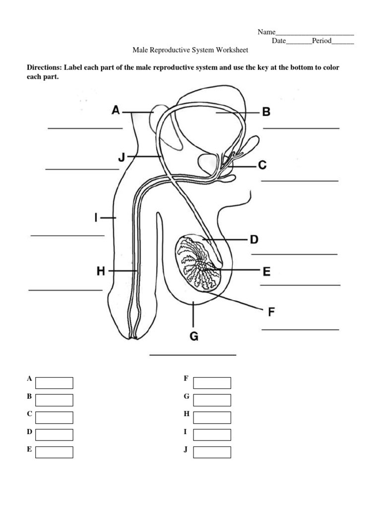 The Female Reproductive System Worksheet Directions Label Each Part Of the Male Reproductive System