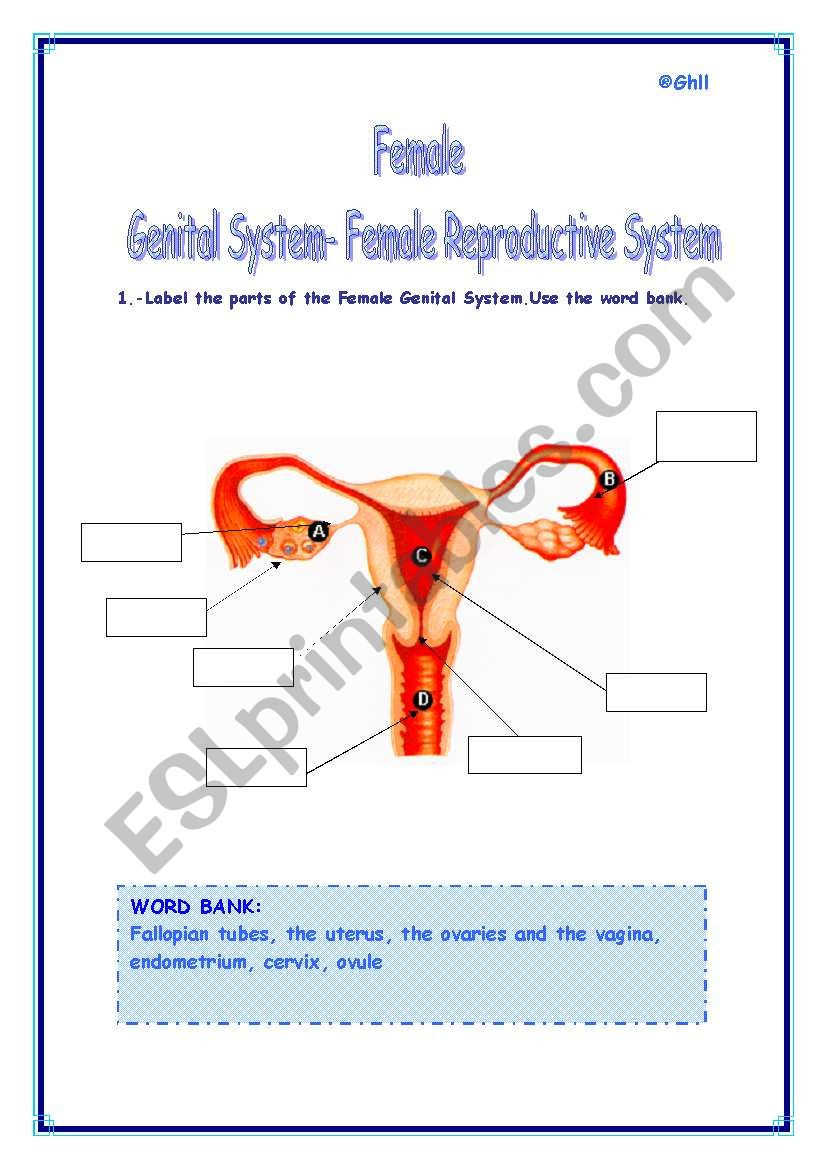 The Female Reproductive System Worksheet Female Genital System Female Reproductive System Esl