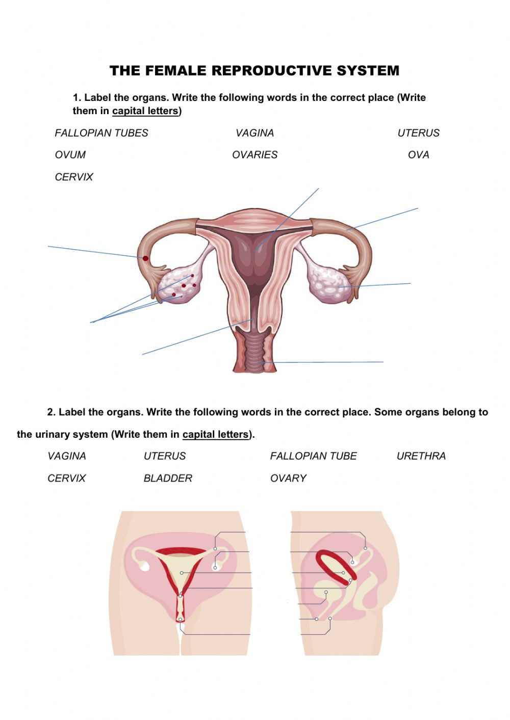 The Female Reproductive System Worksheet Female Reproductive System Interactive Worksheet