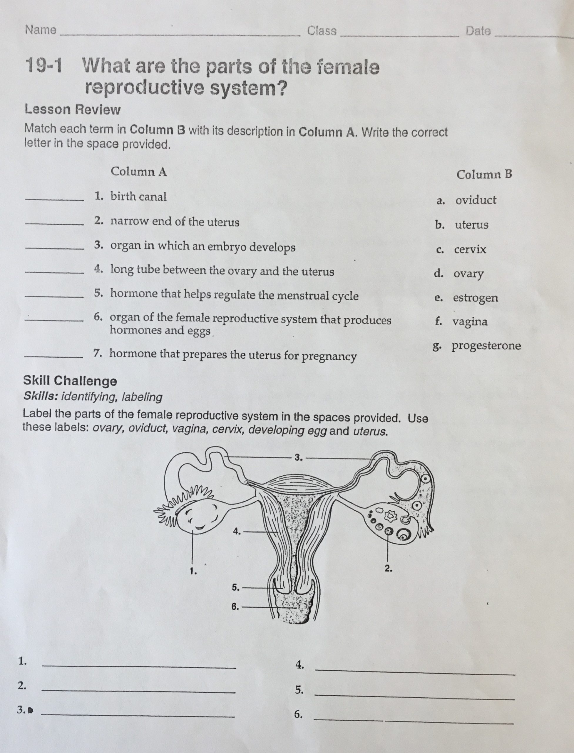 The Female Reproductive System Worksheet Holdcroft S Reproduction and Development