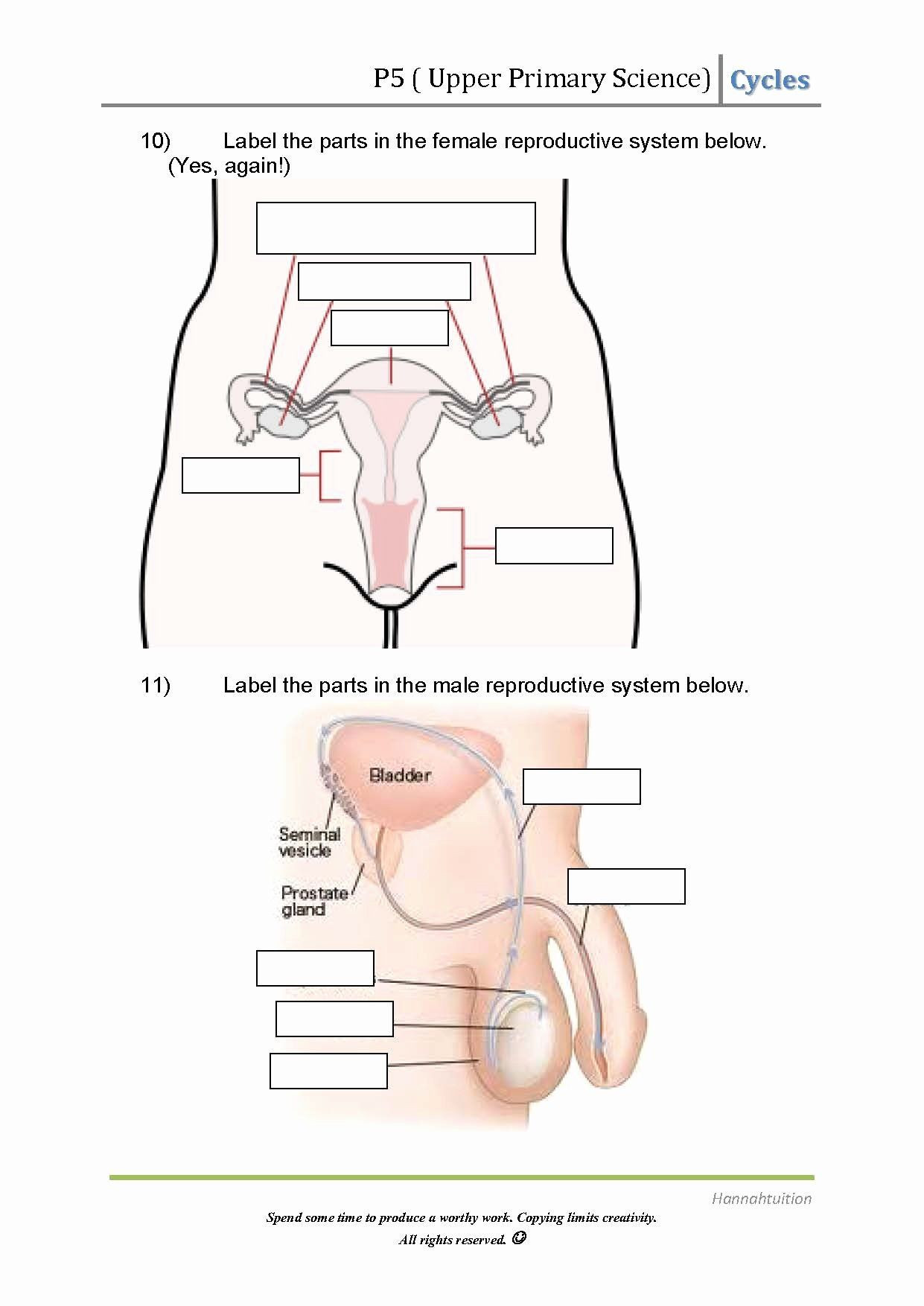 The Female Reproductive System Worksheet Pin On Biology
