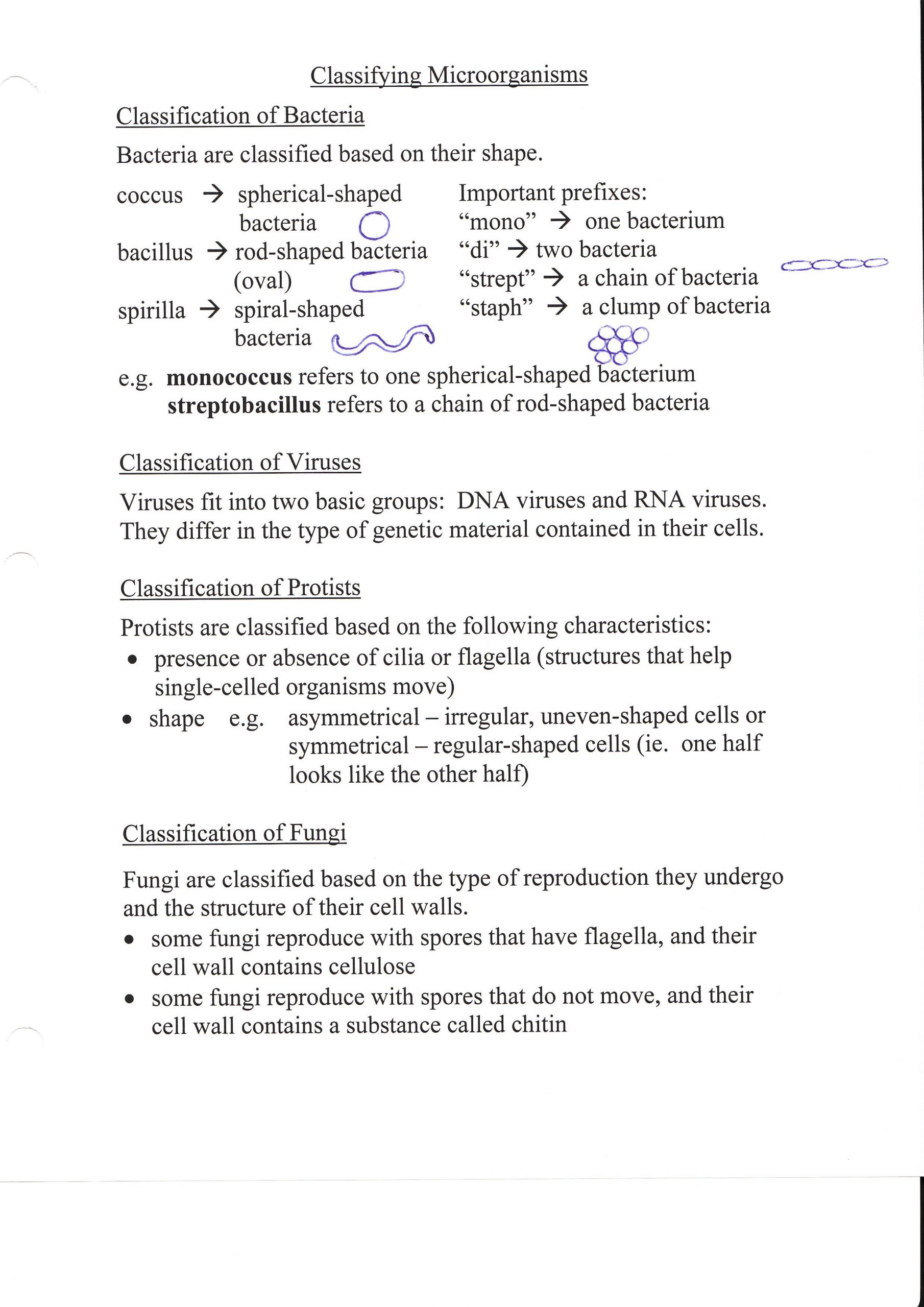 Virus and Bacteria Worksheet Answers 31 Chapter 18 Viruses and Bacteria Worksheet Answer Key