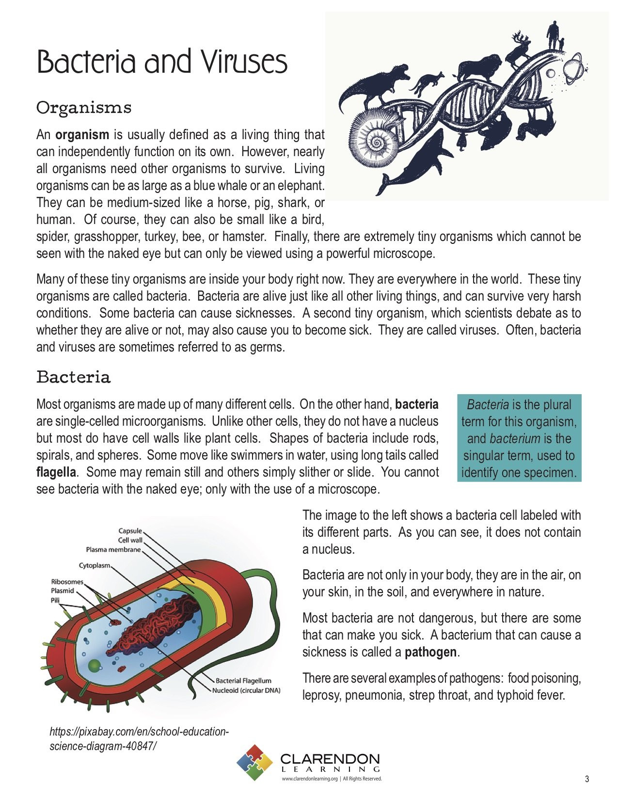 Virus and Bacteria Worksheet Answers Bacteria and Viruses