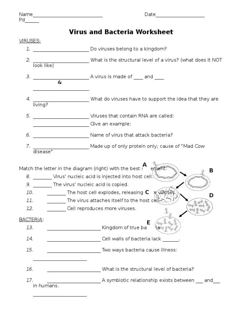Virus and Bacteria Worksheet Answers Virus and Bacteria Worksheet