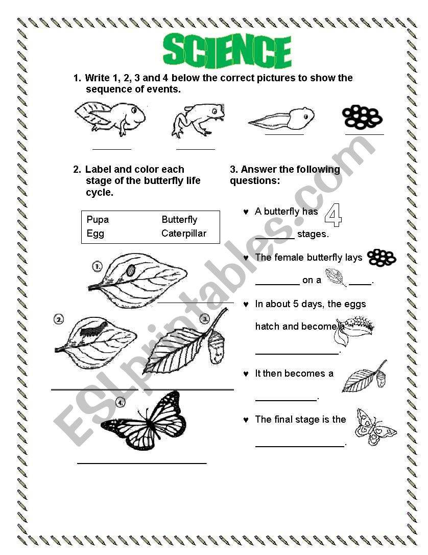 Butterfly Life Cycle Worksheet 2 Life Cycle Frog butterfly Esl Worksheet by Lperecita