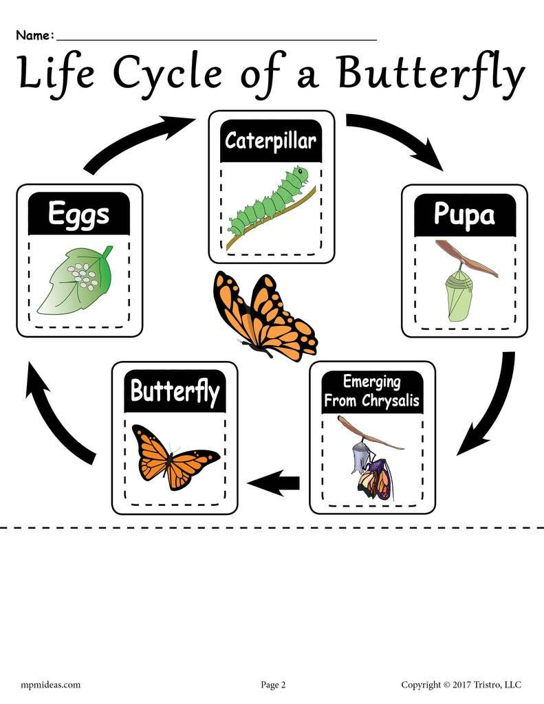 Butterfly Life Cycle Worksheet 2 Life Cycle Of A butterfly&quot; Printable Worksheet