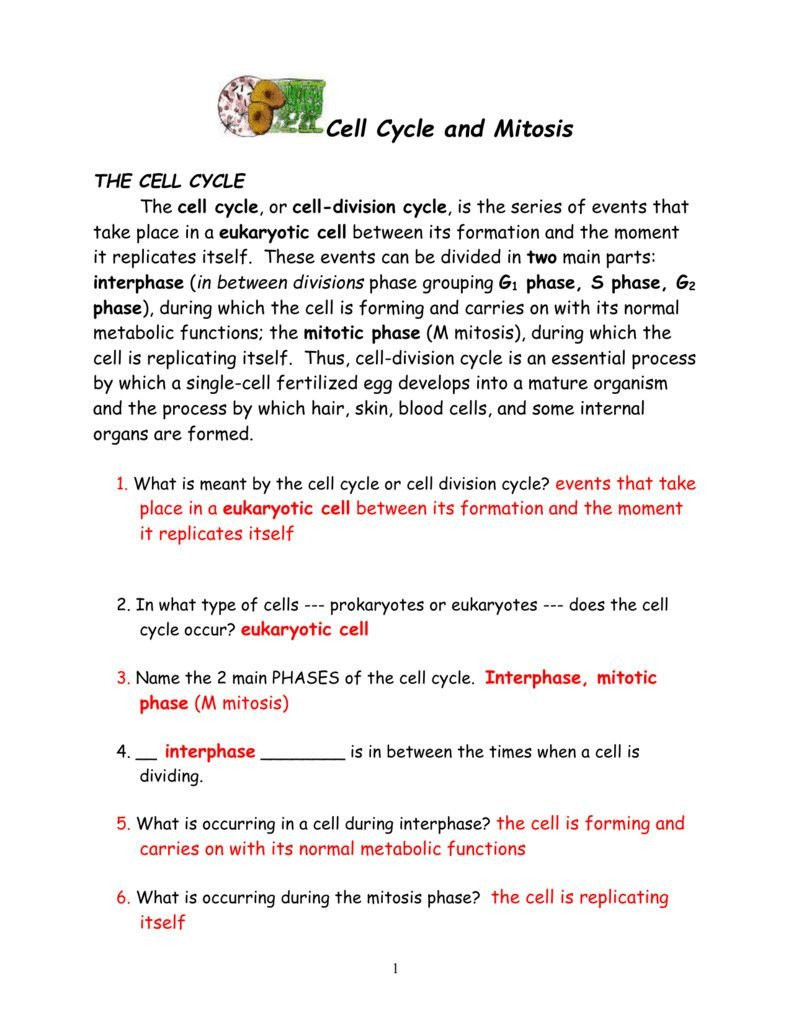 Cell Cycle Coloring Worksheet 20 Cell Cycle and Mitosis Worksheet
