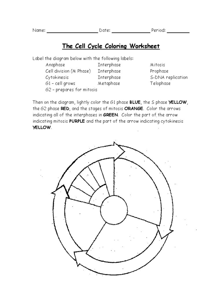 Cell Cycle Coloring Worksheet 32 Label the Stages Mitosis Labels Database 2020