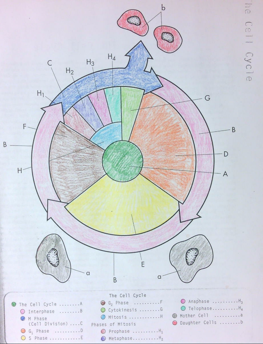 Cell Cycle Coloring Worksheet 4 14 15
