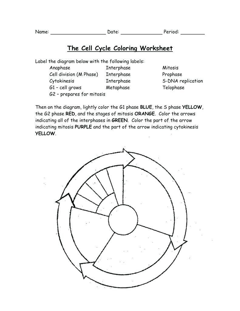 Cell Cycle Coloring Worksheet Cell Cycle Coloring Worksheet Beautiful Synthesis and