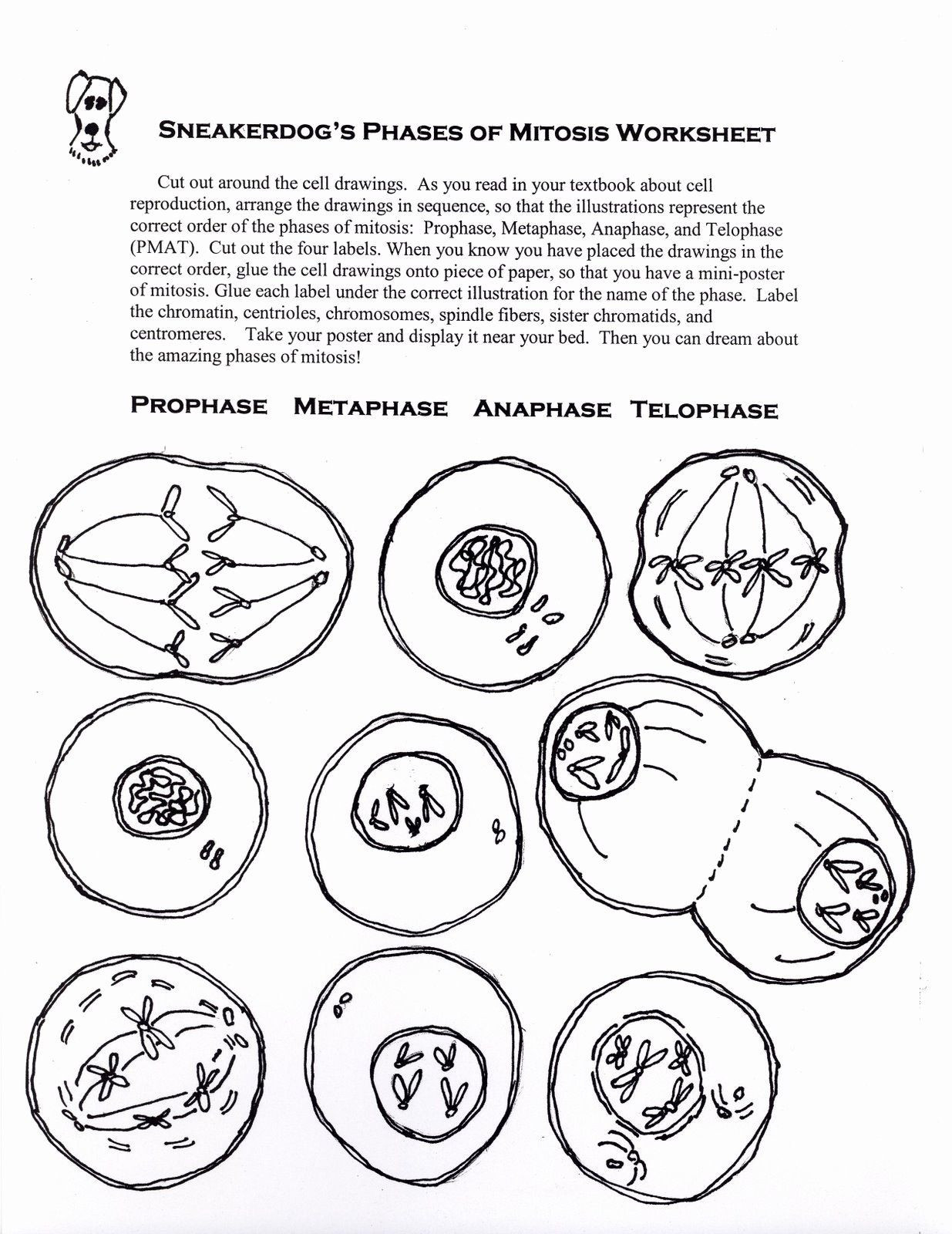 Cell Cycle Coloring Worksheet Cells Alive Worksheet Answer Inspirational the Cell Cycle