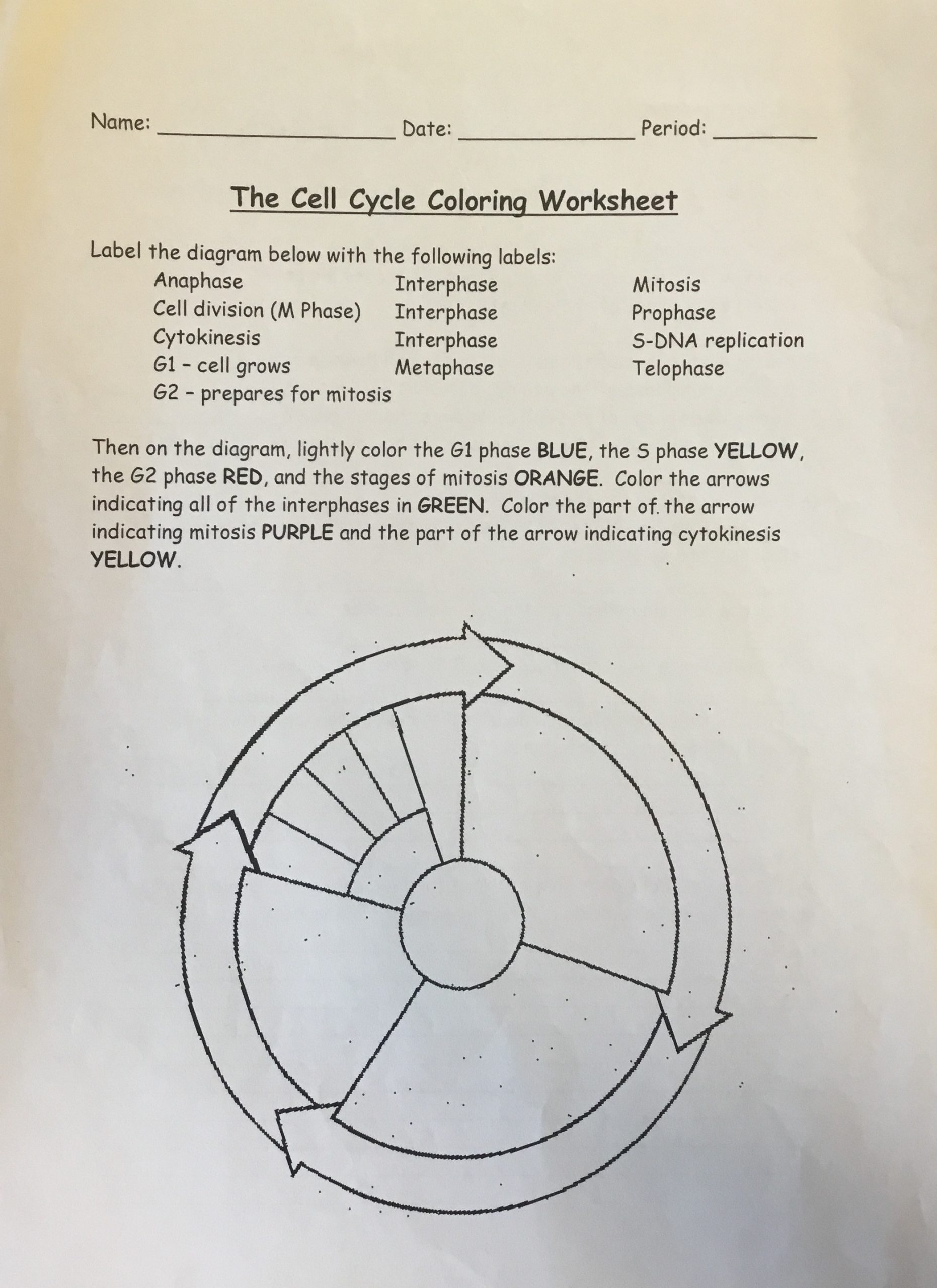 Cell Cycle Coloring Worksheet Holdcroft S Reproduction and Development