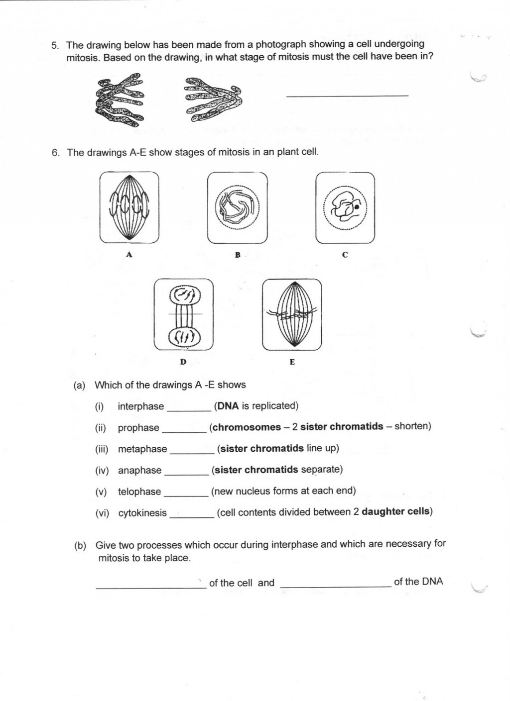 Cell Cycle Worksheet Answers Mitosis Worksheet Answer Biological Science Picture