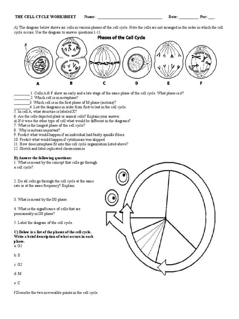 Cell Cycle Worksheet Answers the Cell Cycle Worksheet
