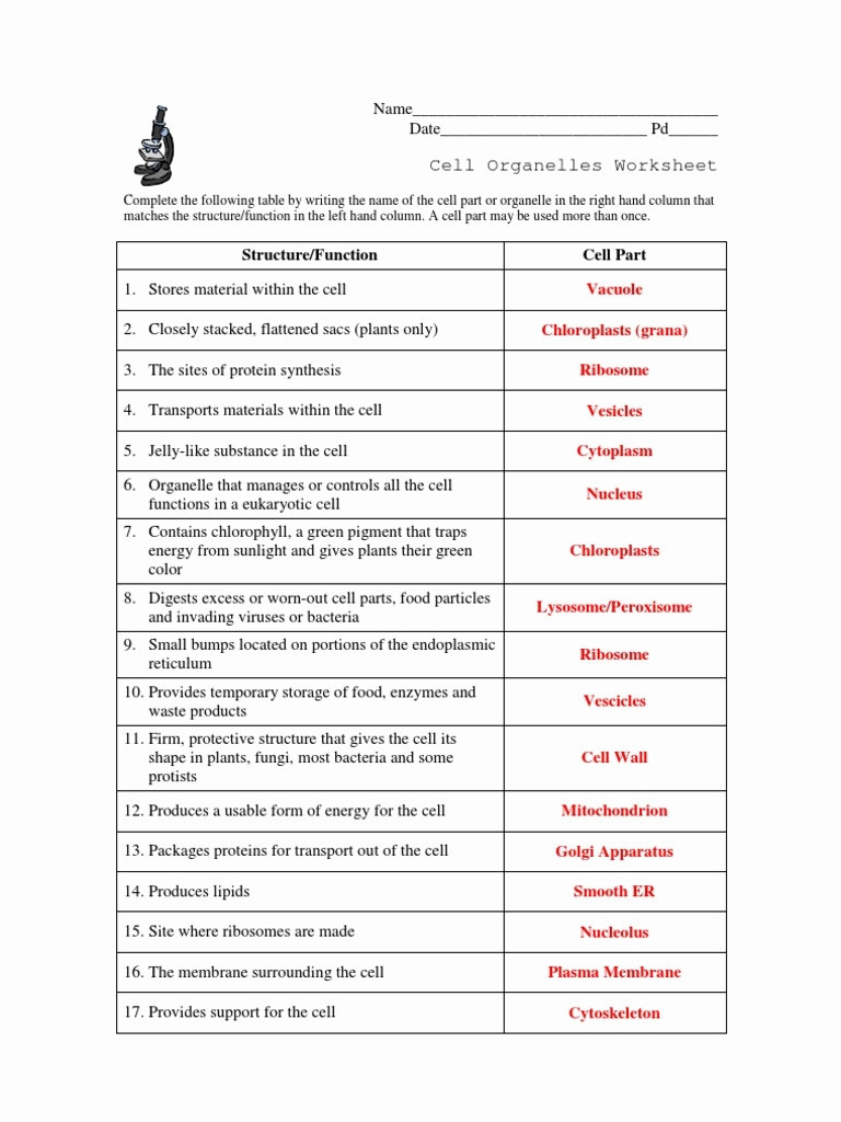 Cell organelles Worksheet Answers Beautiful Cell Structure and organelles Worksheet