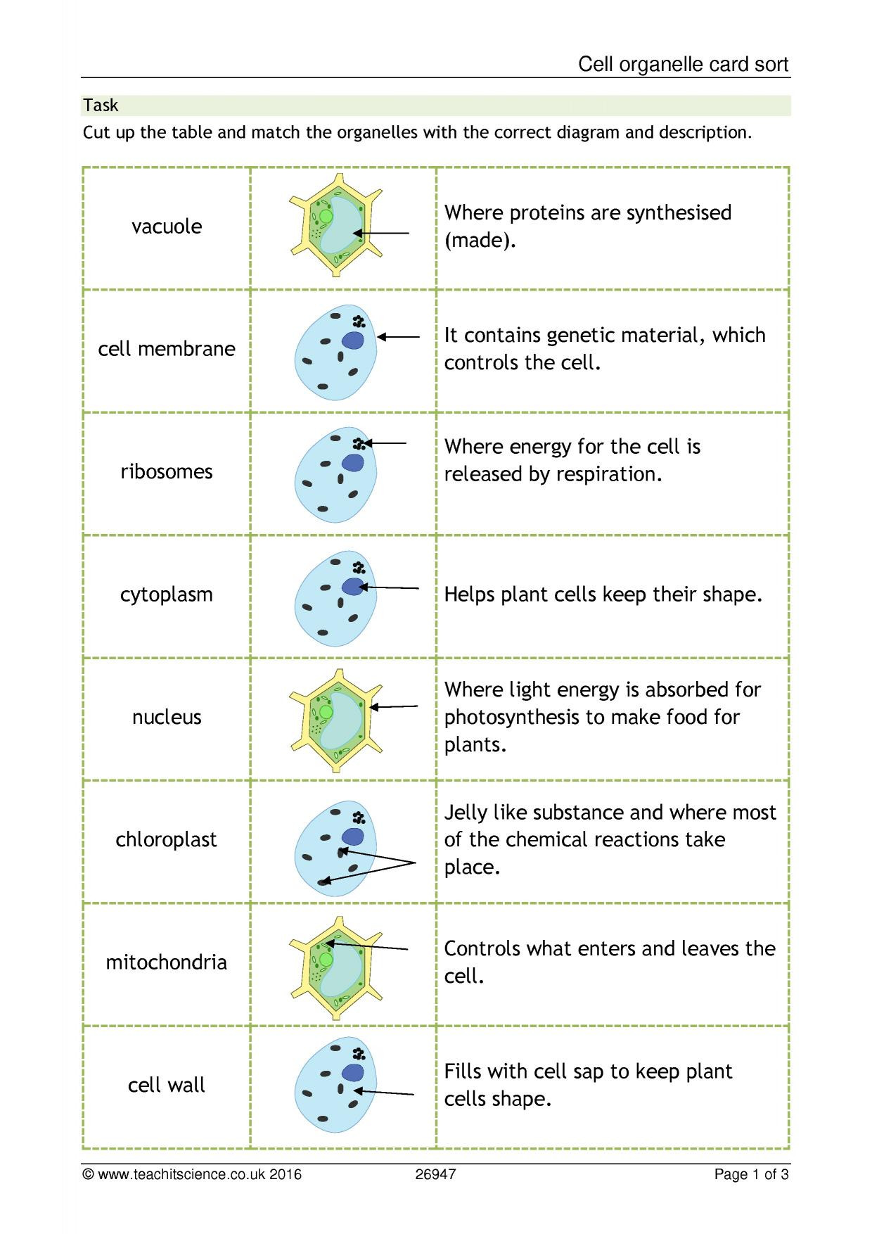 Cell organelles Worksheet Answers Cell organelle Card sort