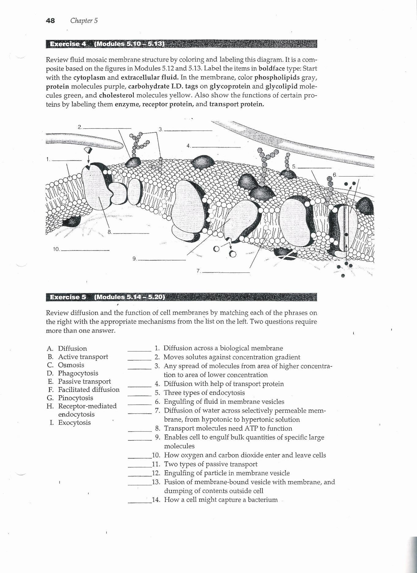 Cell Transport Review Worksheet Cell Passive Transport Worksheet Answers Promotiontablecovers