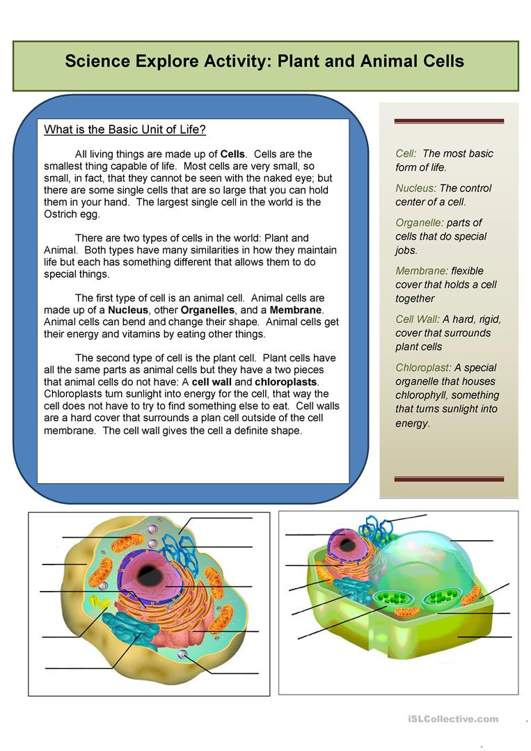 Cells and organelles Worksheet Explore the Cell English Esl Worksheets for Distance