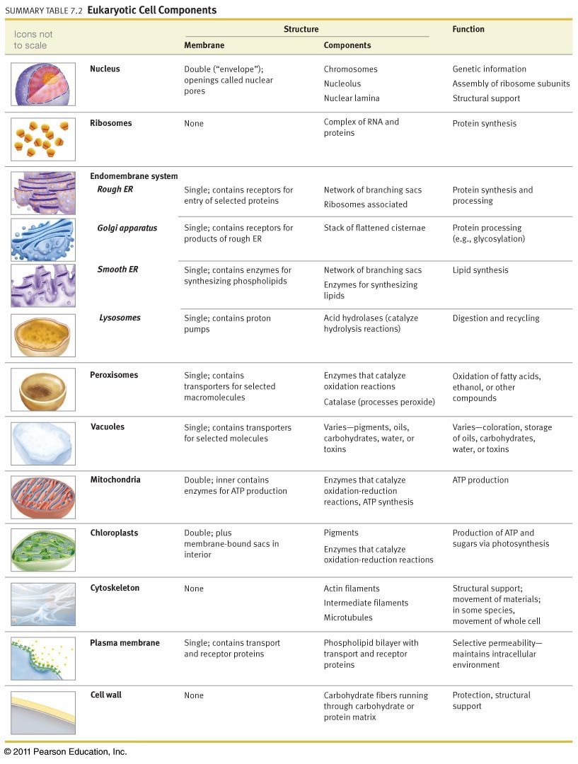 Cells and organelles Worksheet organelles and their Functions Flashcards On Tinycards