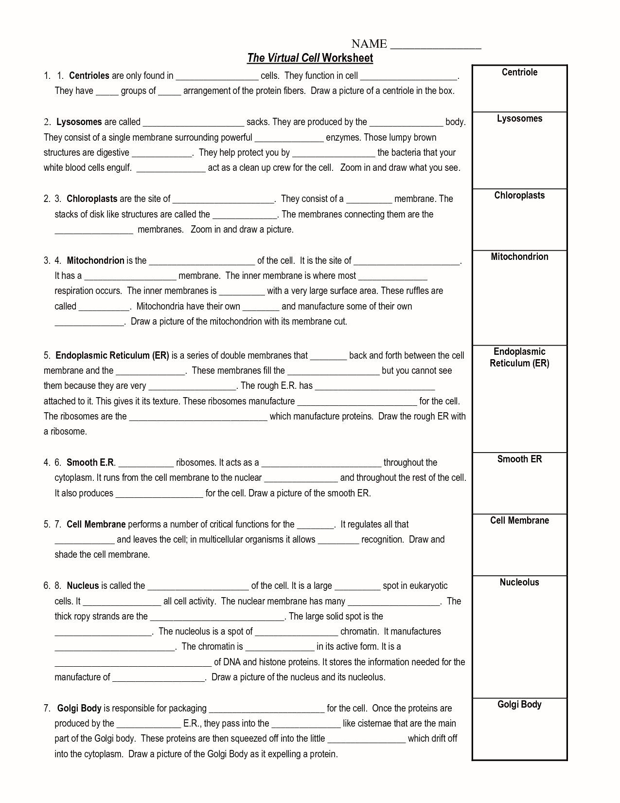 Cells and their organelles Worksheet Cell organelles and their Functions Worksheet Answers