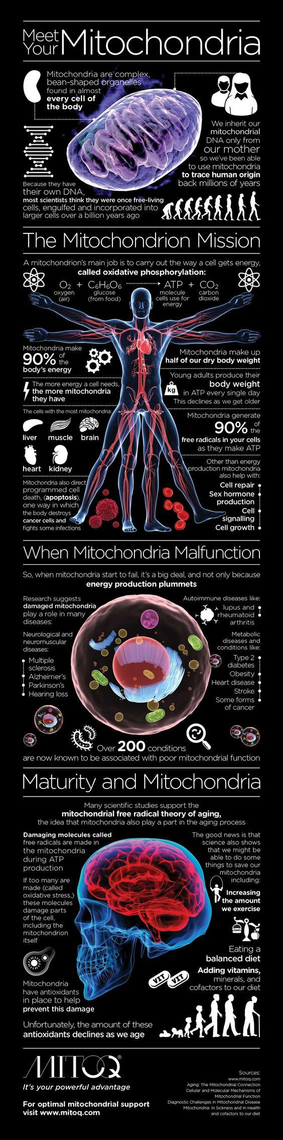 Darwin039s Natural Selection Worksheet Answers My Mighty Mitochondrion ð¤£ In 2020