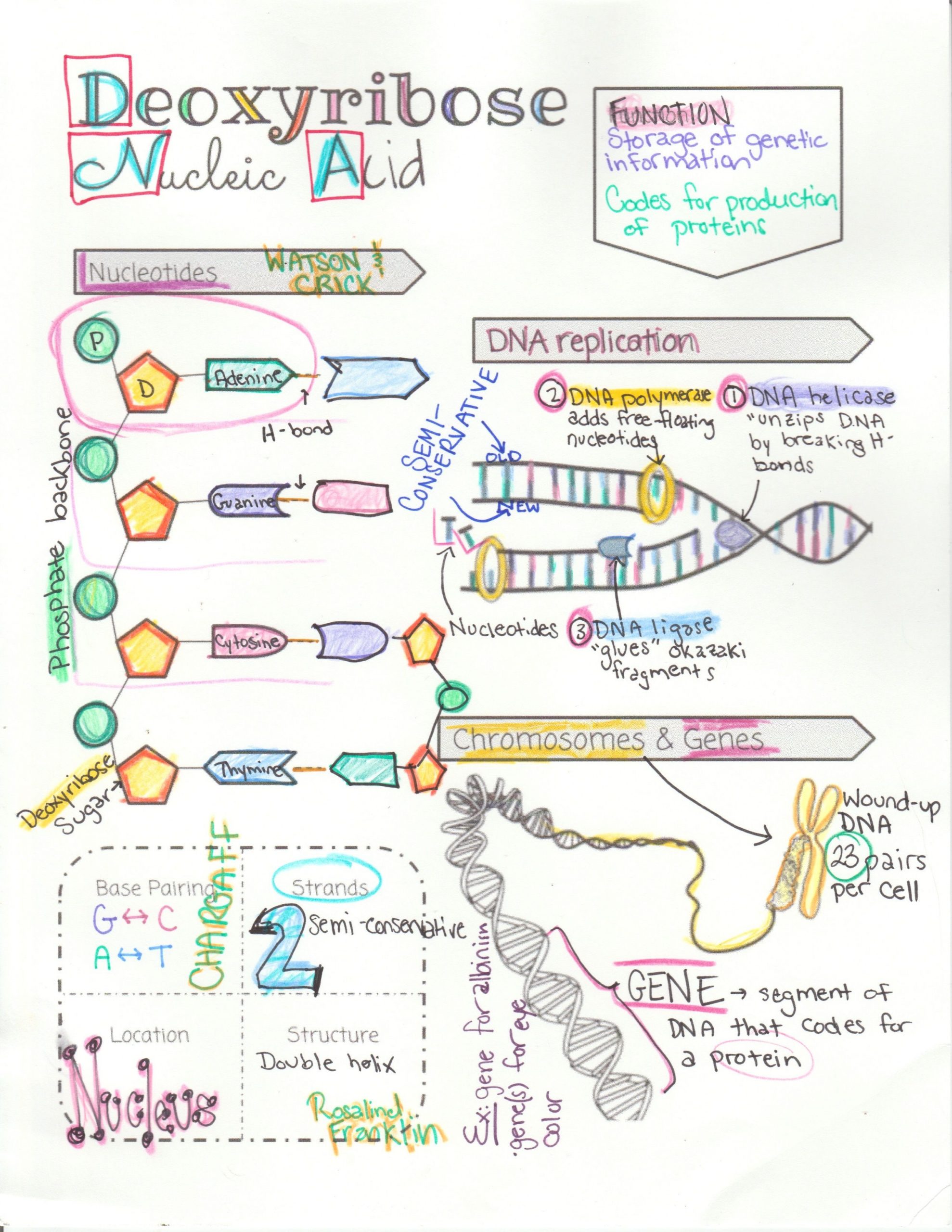 Dna Structure and Replication Worksheet Dna Structure Function and Replication Doodle Notes