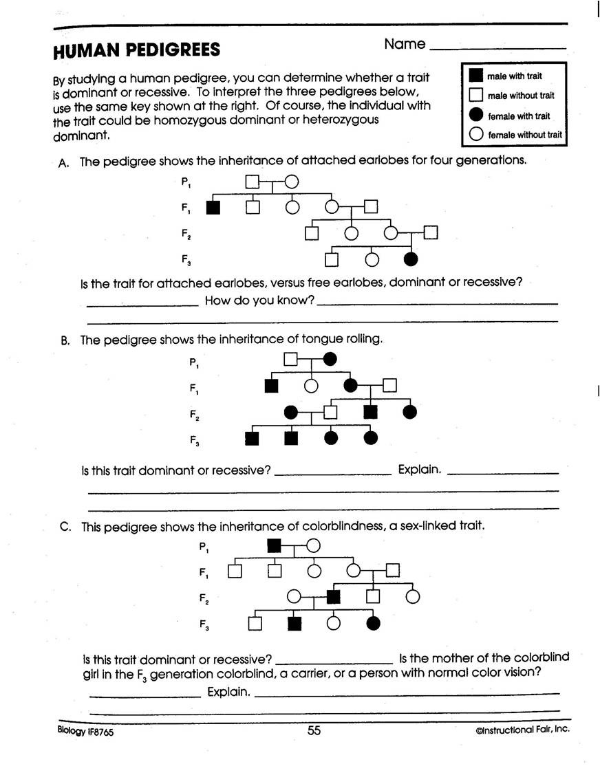 Genetics Pedigree Worksheet Answers Chapter 12 Patterns Heredity and Human Genetics Worksheet
