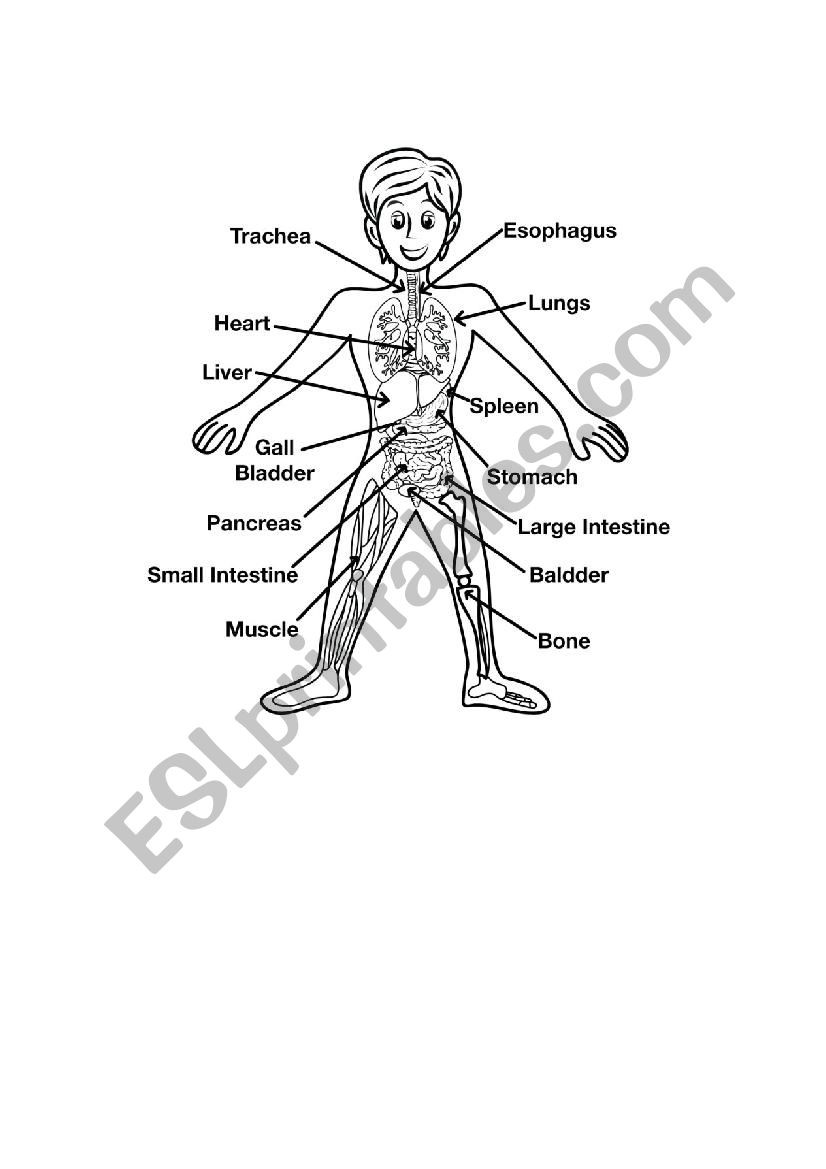 Inside the Living Body Worksheet Inside Structure Human Body Human Body Anatomy