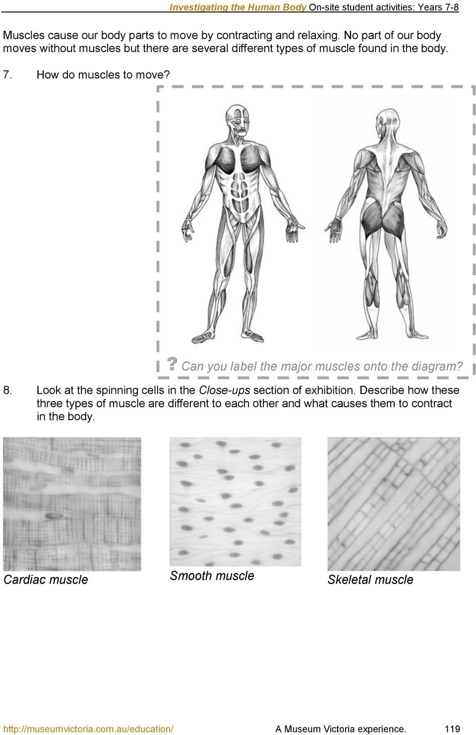 Inside the Living Body Worksheet Investigating the Human Body Site Student Activities