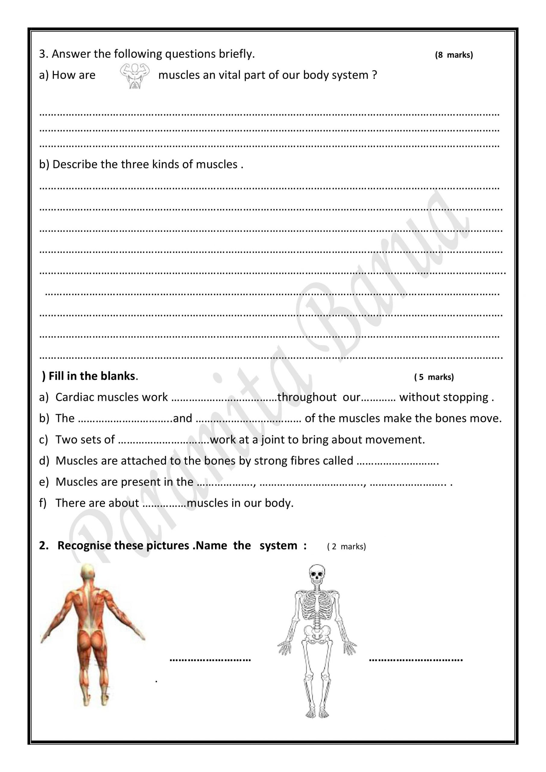 Joints and Movement Worksheet A Worksheet Human Muscles Notes