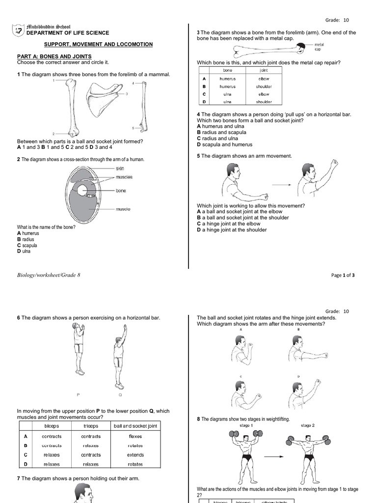 Joints and Movement Worksheet Bones Worksheet Arm