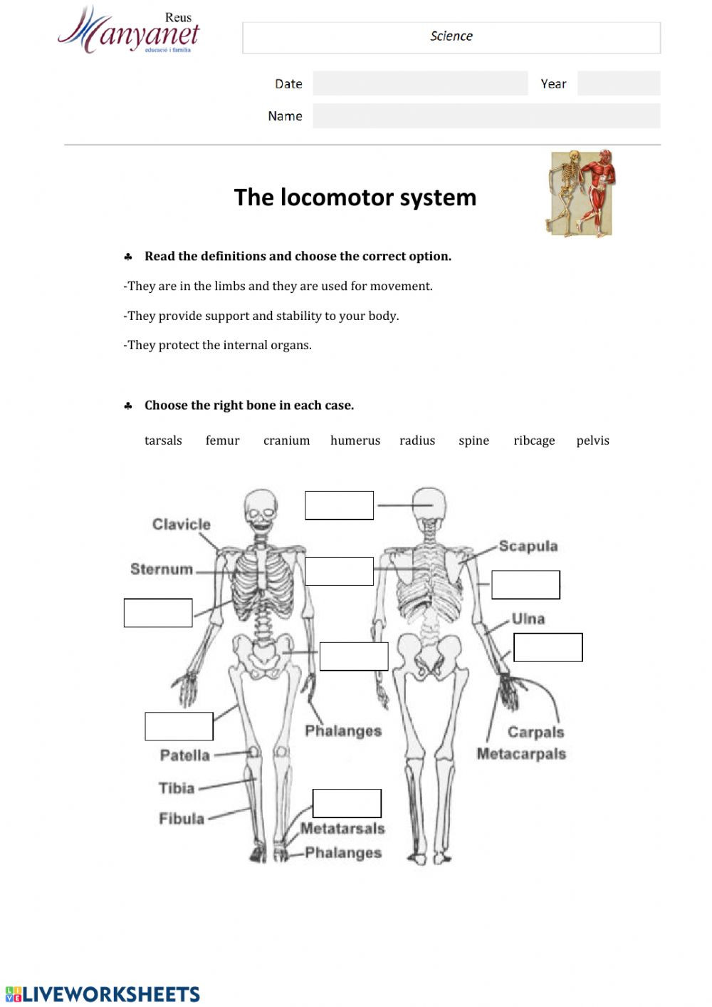 Joints and Movement Worksheet the Lo Otor System Interactive Worksheet
