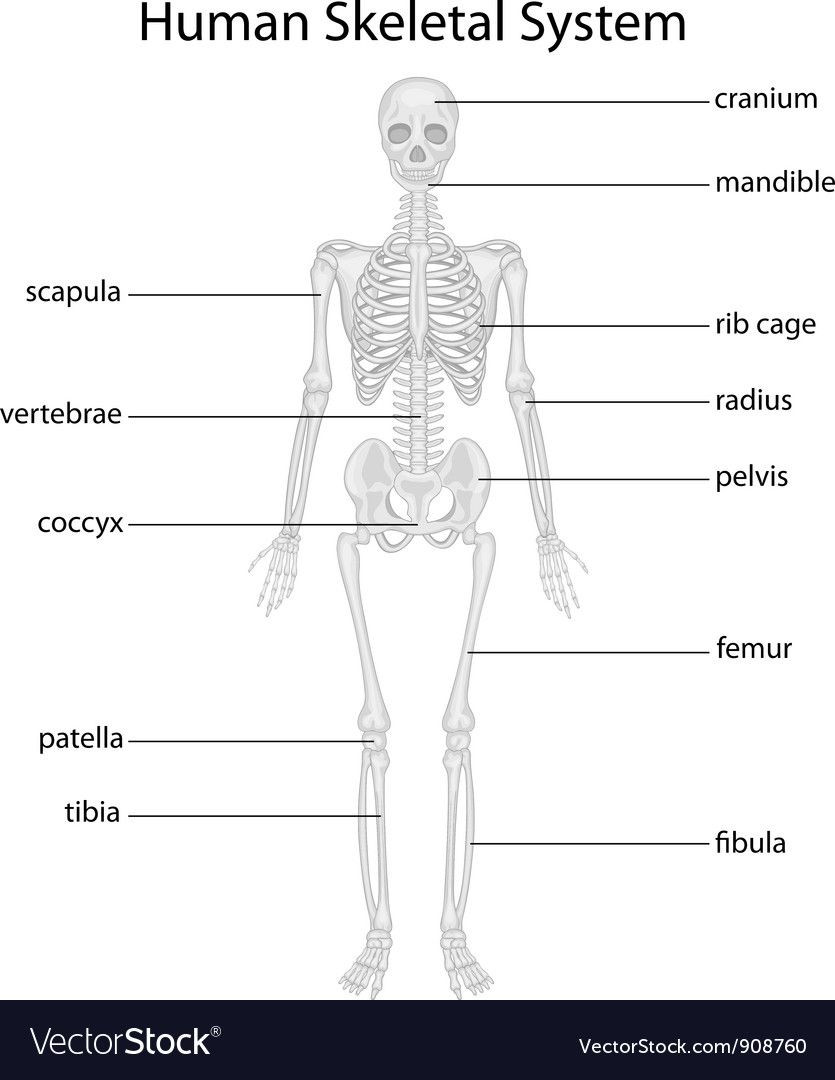 Joints and Movement Worksheet the Skeletal System Has Many Different but Vital Functions