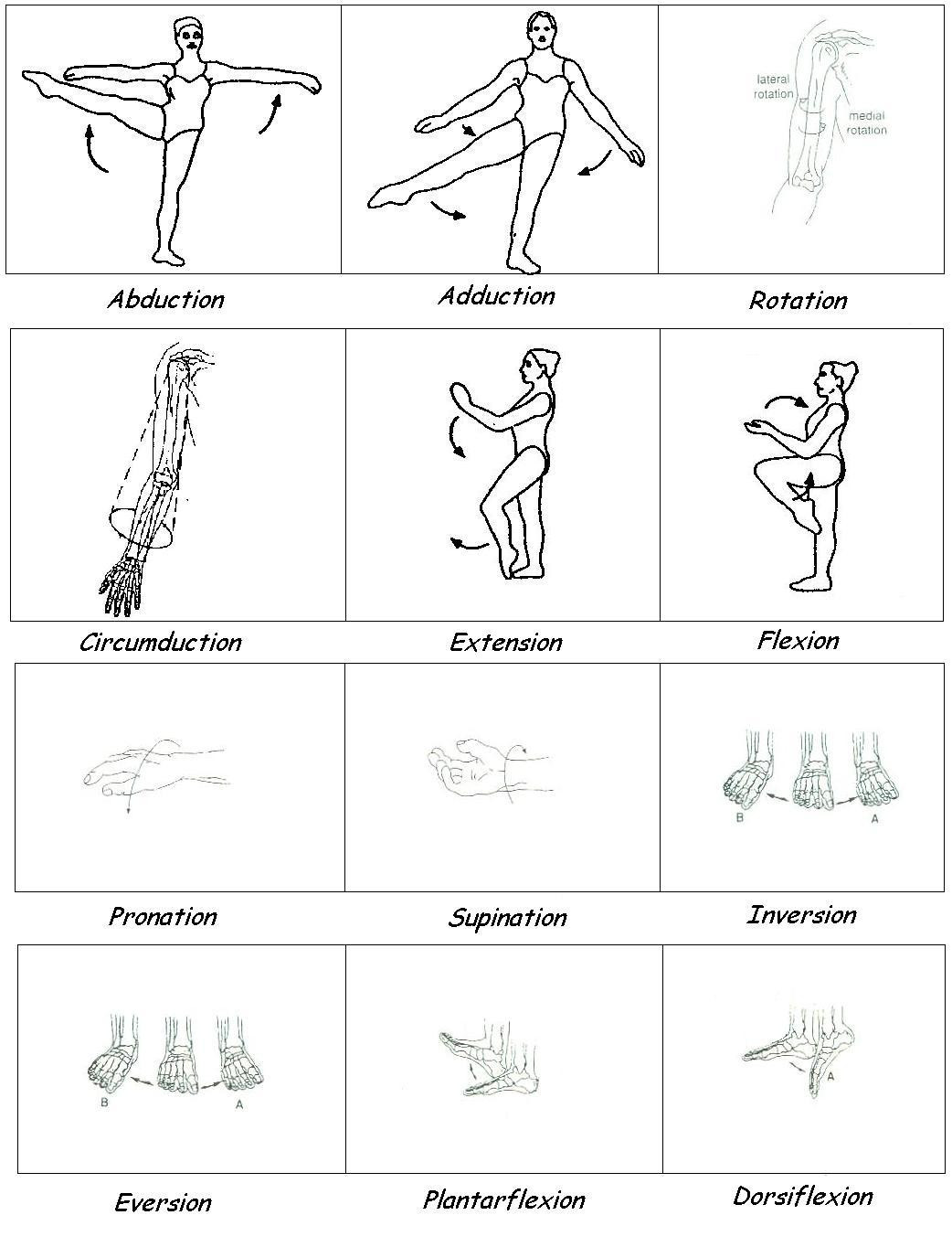 Joints and Movement Worksheet Worksheet Types Movement