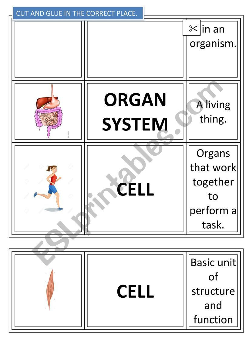 Levels Of organization Worksheet Cell Levels Of organization Of Living Things Esl