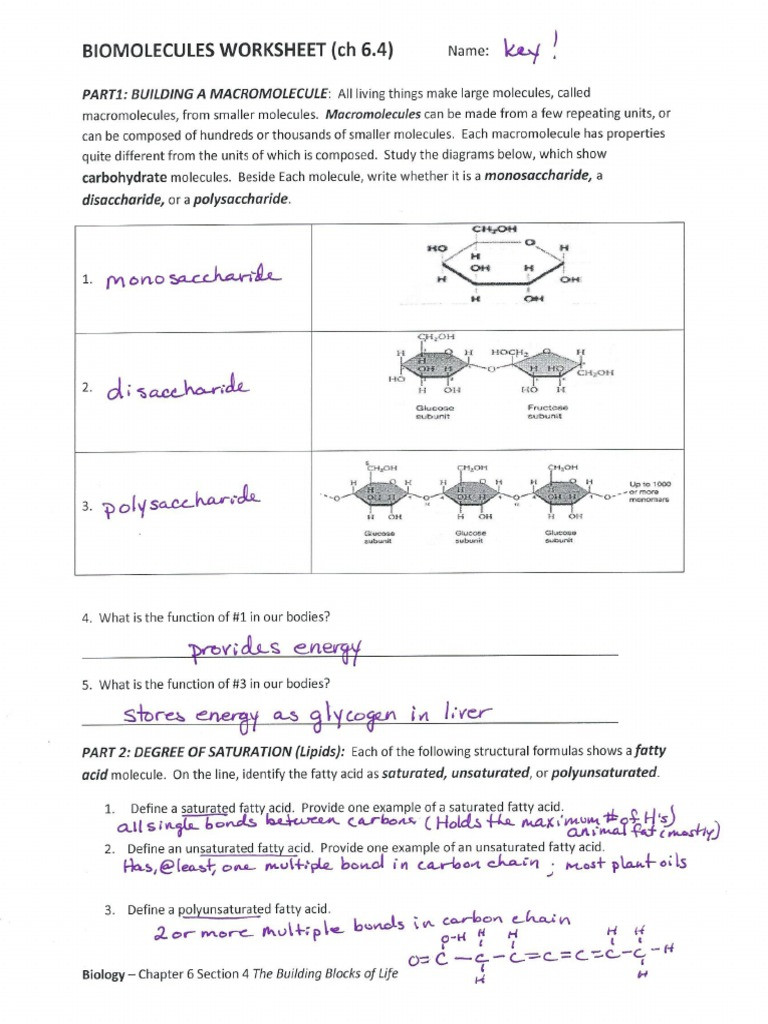 Macromolecules Worksheet 2 Answers Biomolecules Pkt Key Worksheet Pdf